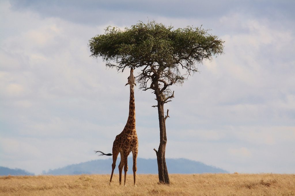 Parc Tanzanie Afrique