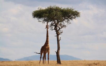 Parc Tanzanie Afrique