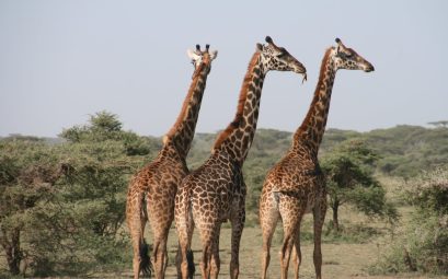 Three Giraffes on Land