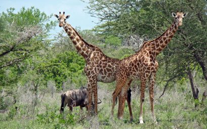 Réserve de Selous - Giraffes