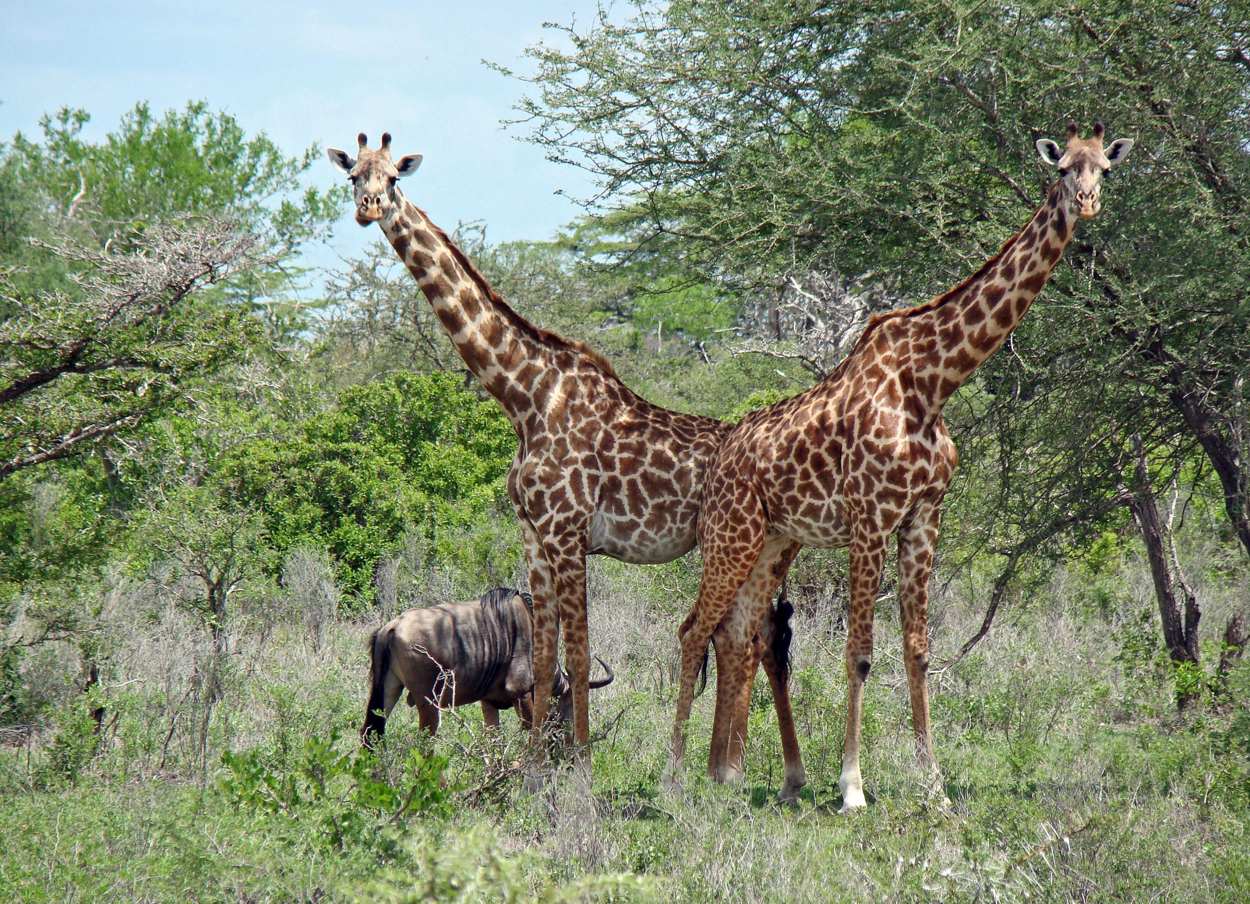 Réserve de Selous - Giraffes
