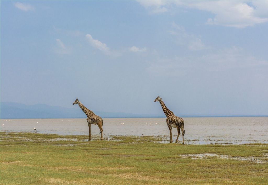 giraffe, safari, africa