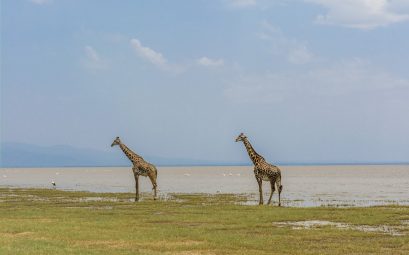 giraffe, safari, africa