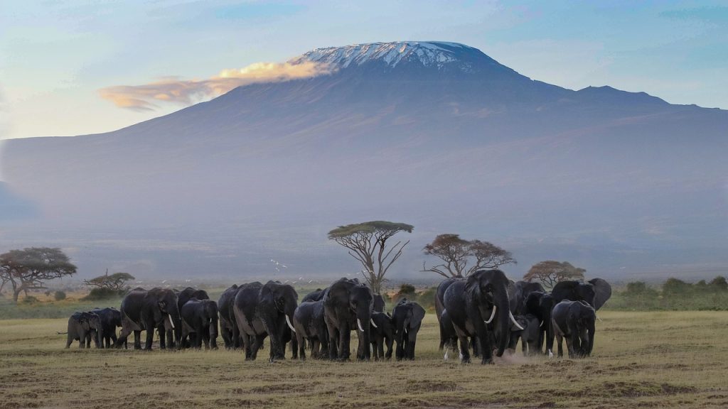 Parc Amboseli