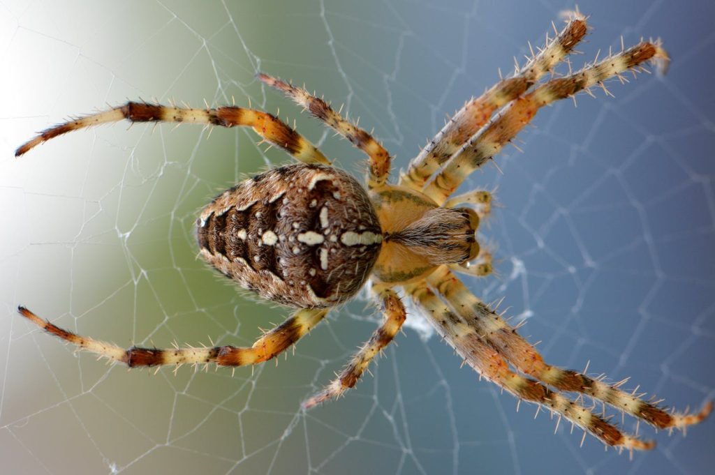 Araignées Tanzanie