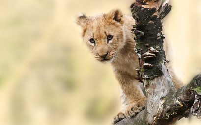 bébé lion Tanzanie conseil voyage