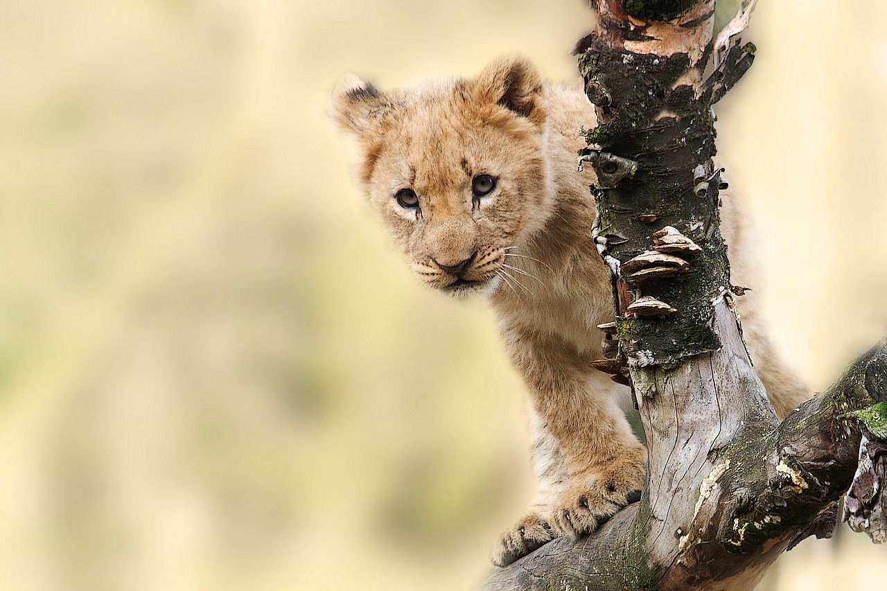 bébé lion Tanzanie conseil voyage