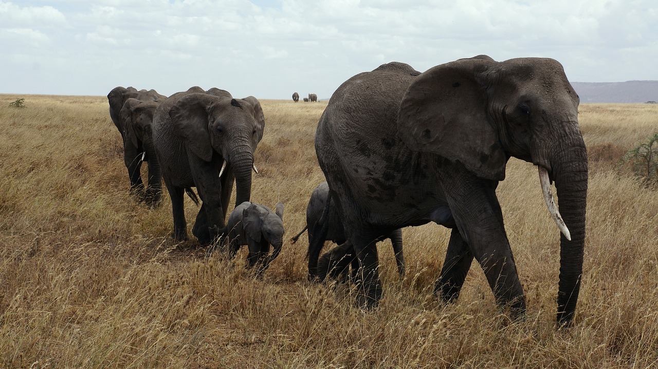 Serengeti national park Tanzanie