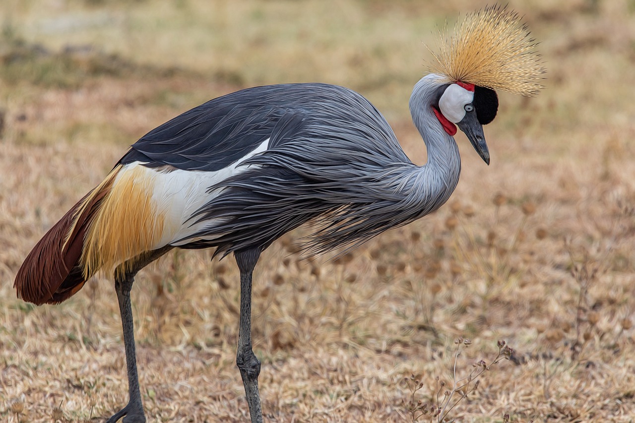 oiseaux Tanzanie