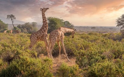 Parc National de Samburu