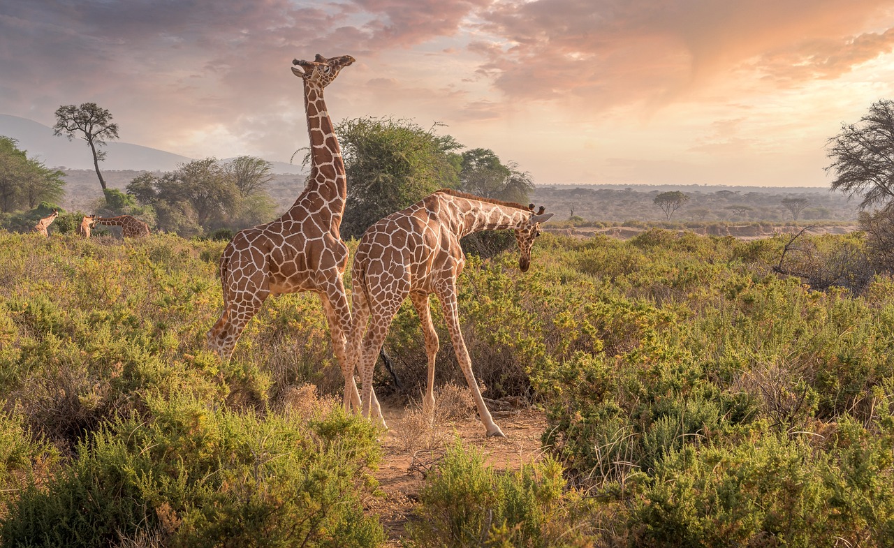 Parc National de Samburu