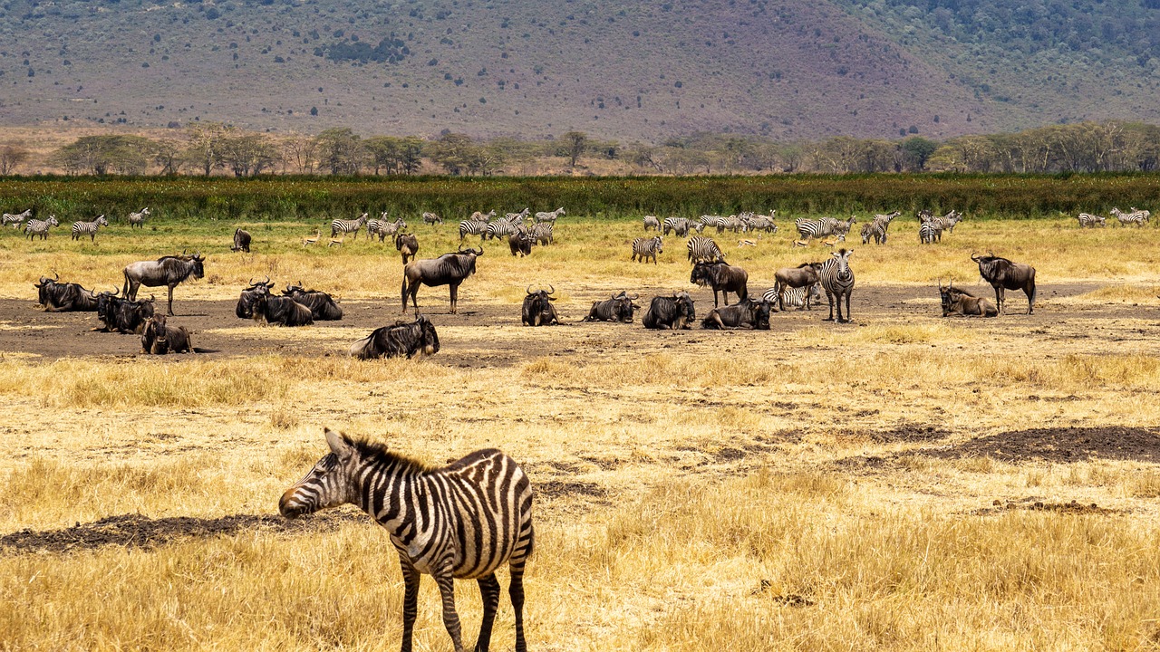 Ngorongoro Afrique Tanzanie National PArk