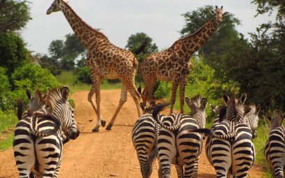 Mikumi National Park Tanzani