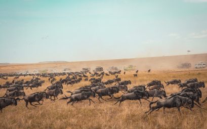 Grande Migration Massai MAra Tanzanie Afrique
