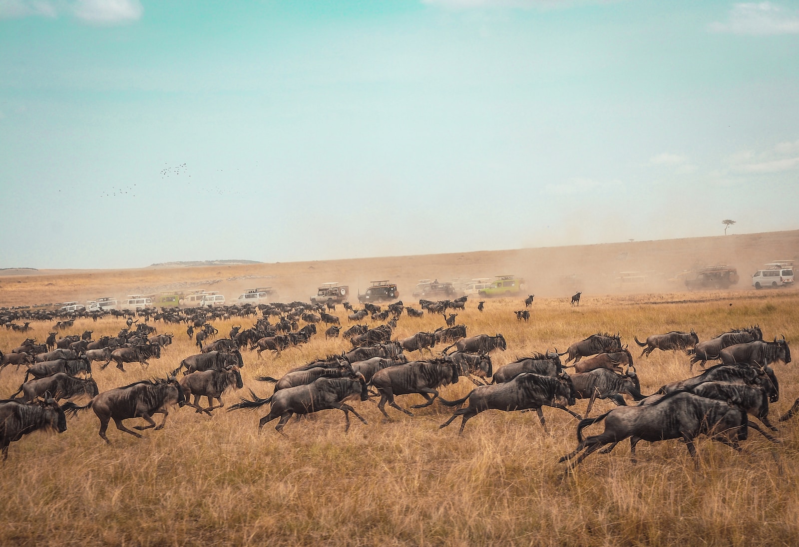 Grande Migration Massai MAra Tanzanie Afrique