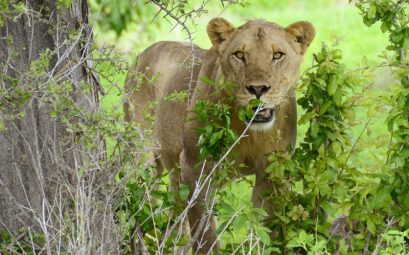 Ruaha National Park