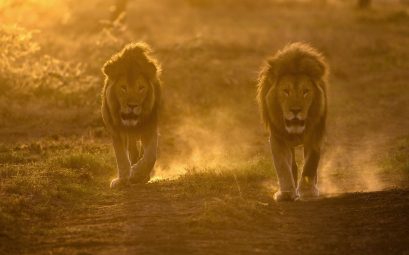 Ndutu National Park