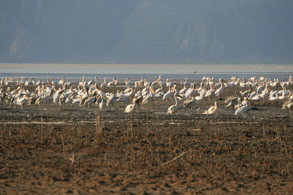 Lac Eyasi