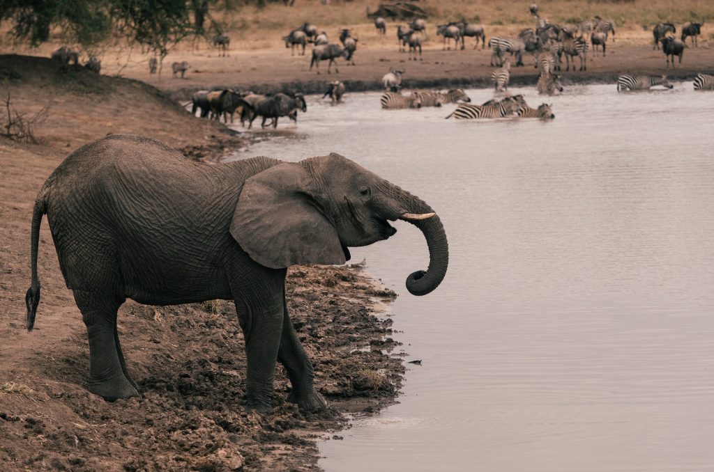 Tarangir National Park Tanzanie Afrique