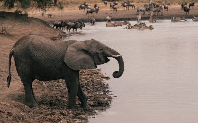 Tarangir National Park Tanzanie Afrique