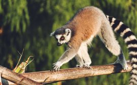 Madagascar Lemurien