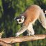 Madagascar Lemurien