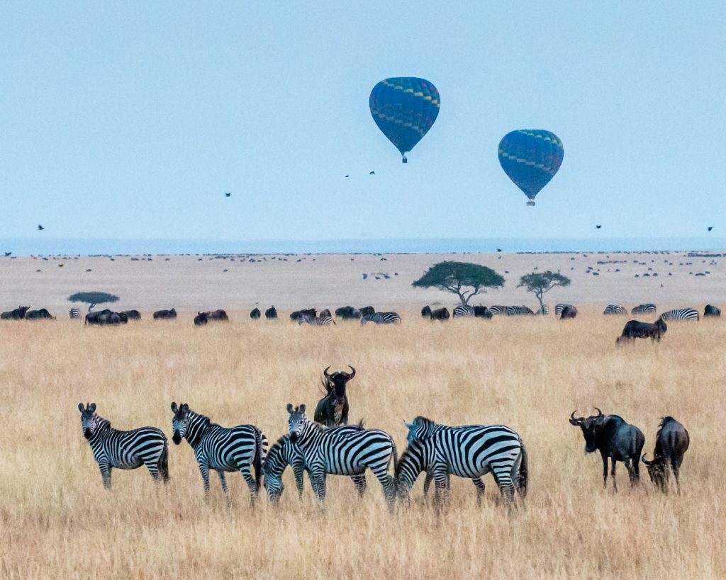 safari kenya