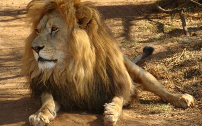 À la découverte des Big Five : Votre guide ultime pour un safari inoubliable