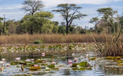 Les merveilles fantastiques des pans du Botswana : un écosystème unique à découvrir