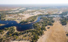 Les secrets cachés du Delta de l'Okavango : une aventure en safari