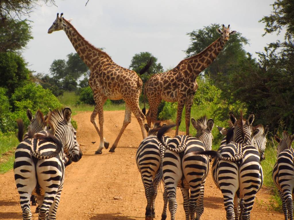 Explorez la Tanzanie en famille : un voyage entre safaris et plages paradisiaques