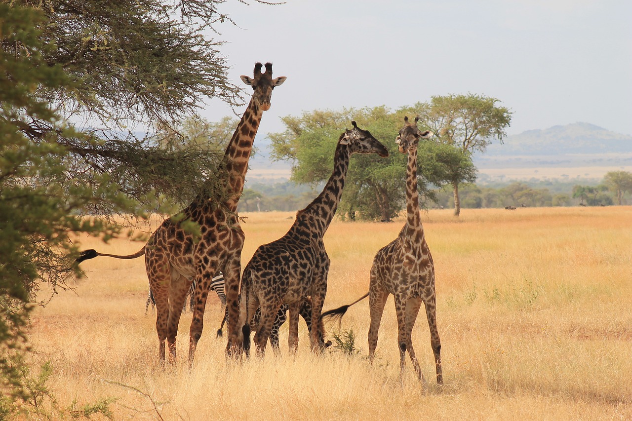 tanzanie