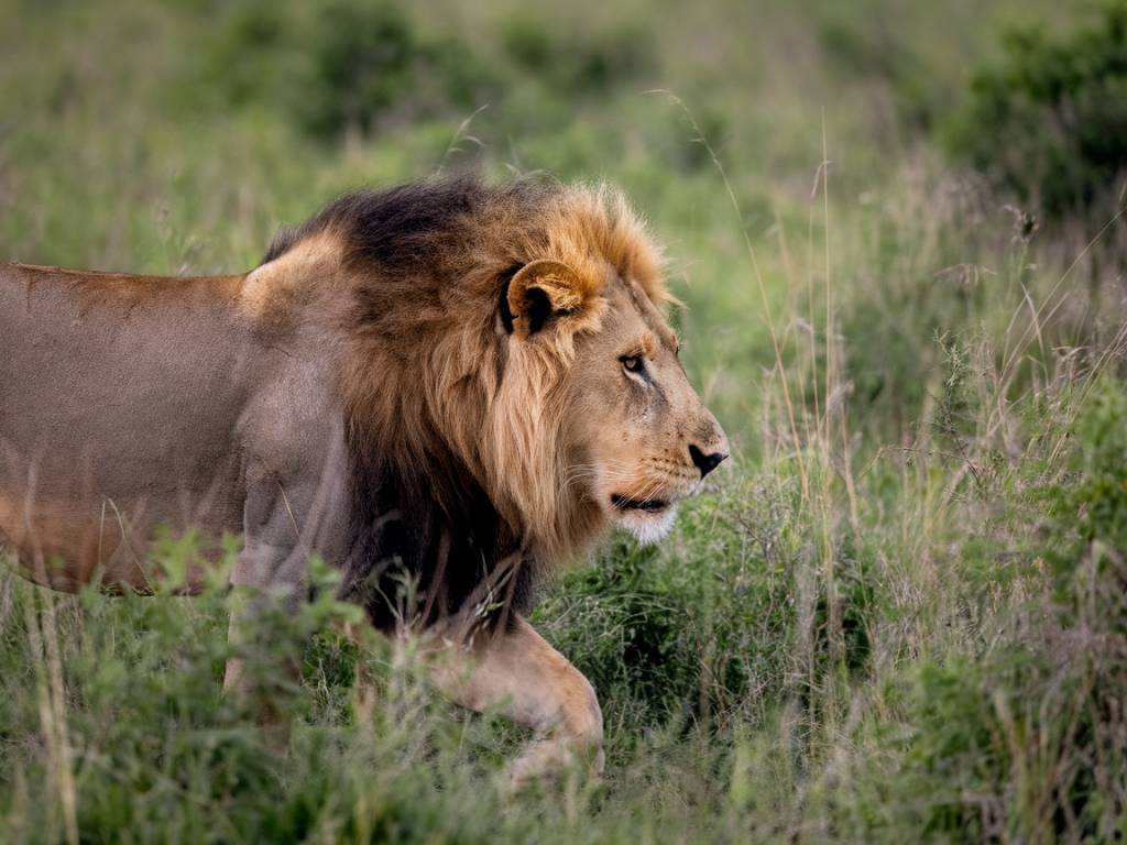 Animaux en tanzanie : une faune exceptionnelle à observer