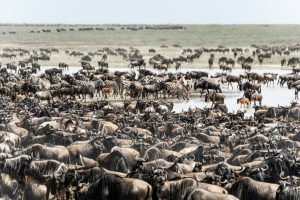 Les meilleures périodes pour visiter le Serengeti