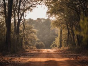 Les merveilles cachées du parc national de Luangwa en Zambie : un safari hors des sentiers battus