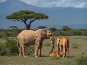 Pourquoi visiter amboseli national park pour un safari unique au Kenya