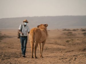 Fievre jaune en Tanzanie : vaccins, risques et recommandations pour les voyageurs