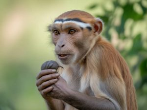 Singe en Tanzanie : espèces, lieux d’observation et comportements fascinants
