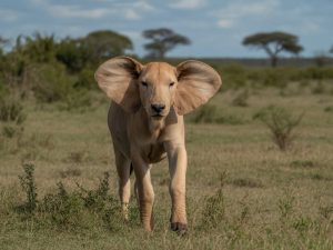 Quand partir en Tanzanie pour voir les animaux : calendrier des safaris