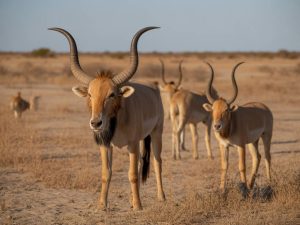 Le désert du Kalahari : une immersion fascinante au cœur du Botswana
