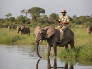 Botswana safari okavango delta : mon guide complet pour explorer le cœur sauvage de l’afrika australe