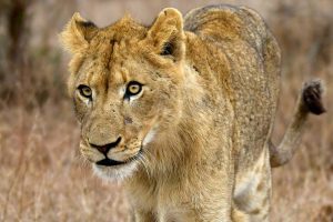 Safari au kenya : guide complet pour une première aventure inoubliable