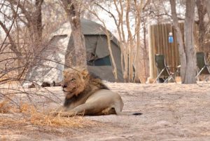 Safari Botswana : comment choisir la meilleure saison pour observer la faune sauvage