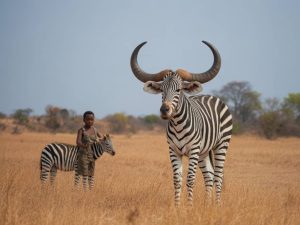 Safari Botswana, Zambie ou Zimbabwe : 5 profils de voyageurs et le pays qui leur correspond le mieux