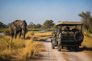 Botswana safari low cost : conseils pour un voyage à petit budget