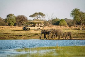 Affordable botswana safari : conseils et itinéraires pour un voyage réussi
