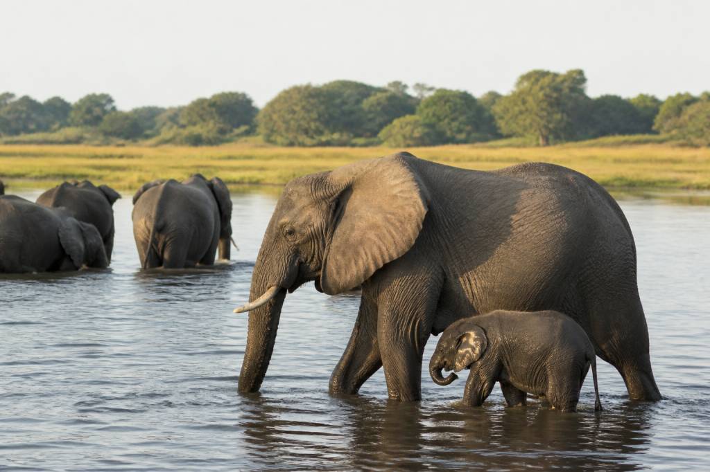 Kafue park : guide complet pour visiter ce parc national en Zambie