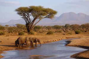 Samburu National Reserve : que voir et faire dans la réserve kenyane