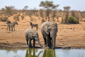 Agence de voyage pour famille en Afrique : comment choisir la bonne organisation