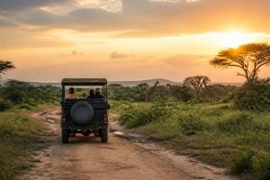 Afrique du sud safari prix : combien coûte un safari et comment payer moins cher